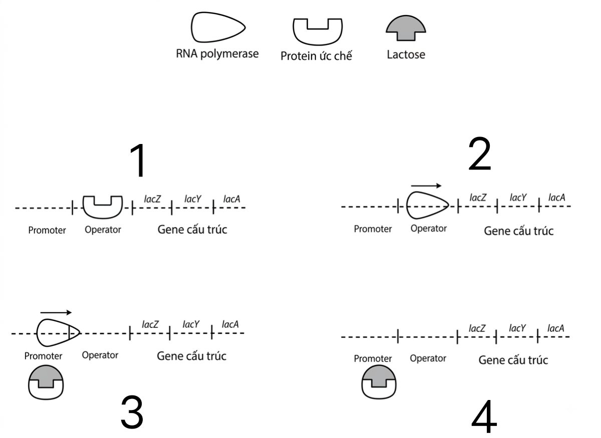 BỘ CÂU HỎI TRẮC NGHIỆM 3 DẠNG ĐIỀU HÒA HOẠT ĐỘNG GENE